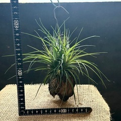 コンタクト中　コットンキャンディ チランジア　ハンキングの画像