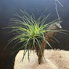 コンタクト中　コットンキャンディ チランジア　ハンキングの画像