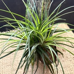 コンタクト中　コットンキャンディ チランジア　ハンキングの画像