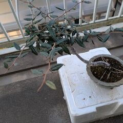 グミの盆栽3の画像