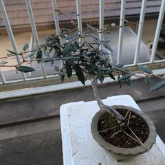 グミの盆栽3の画像