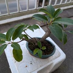 アコウの盆栽の画像