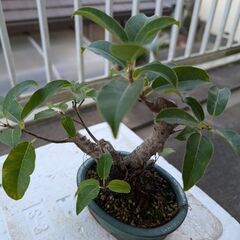 アコウの盆栽の画像