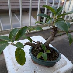 アコウの盆栽の画像