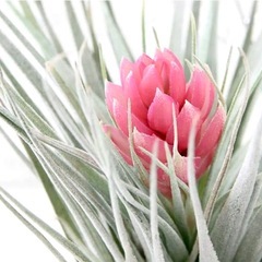 コンタクト中　コットンキャンディ チランジア　ハンキングの画像