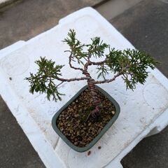 シンパクのミニ盆栽の画像