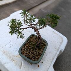 シンパクのミニ盆栽の画像