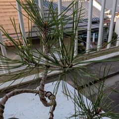 松のミニ盆栽1の画像