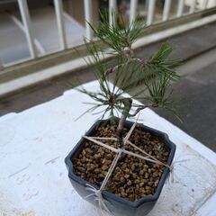 松のミニ盆栽1の画像