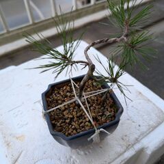 松のミニ盆栽1の画像