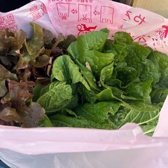 早い者勝ち‼︎柑橘100個くらい、白菜、大根、わさび菜などの画像