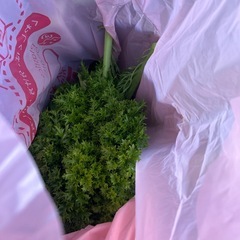 早い者勝ち‼︎柑橘100個くらい、白菜、大根、わさび菜などの画像