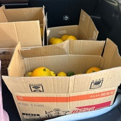 早い者勝ち‼︎柑橘100個くらい、白菜、大根、わさび菜などの画像