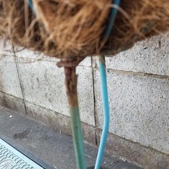 12/14((日)）まで　ジャンク品　孔雀　プランター　親子セットの画像