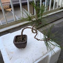 松のミニ盆栽2の画像