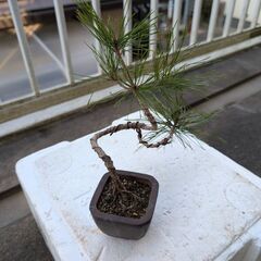 松のミニ盆栽2の画像
