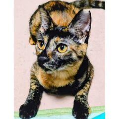 ★譲渡会あります★　サビ柄の中に茶トラ柄も！