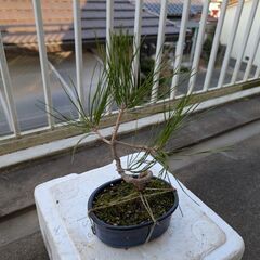 松のミニ盆栽3の画像