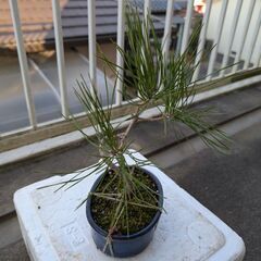 松のミニ盆栽3の画像