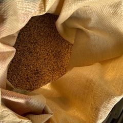 【一旦問い合わせを中断させて頂きます】令和7年産　コシヒカリ　籾30キロの画像