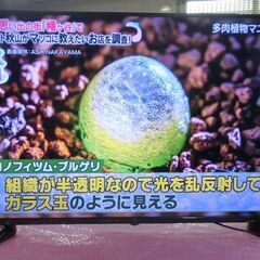 ４Ｋ対応ドンキの５０インチ大画面ＬＥ－５０６０ＴＳ４Ｋ－ＢＫの画像