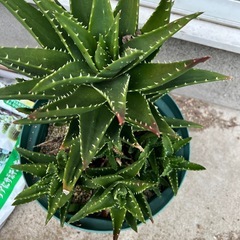 アロエ鉢植え
の画像