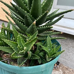 アロエ鉢植え
の画像