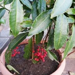 千両差し上げますの画像