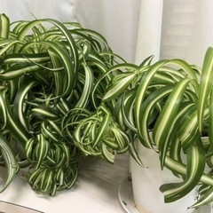 ●『オリズルラン』立派に育っております●の画像