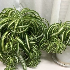 ●『オリズルラン』立派に育っております●の画像