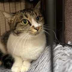 大人しいキジ白女子🧡小柄な1歳♪