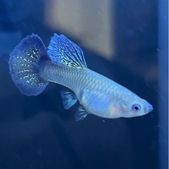 グッピー「ブルードラゴン」　の画像