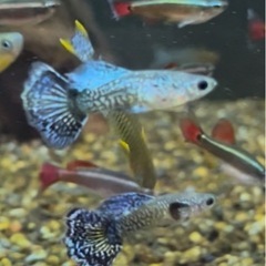 グッピー「ブルードラゴン」　の画像