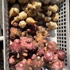 有機栽培！無農薬野菜！の画像