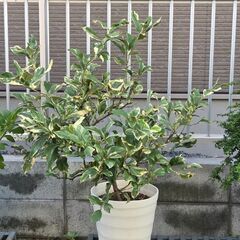 ピンクレモネード　　レモンの苗木　鉢植えの画像