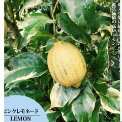 ピンクレモネード　　レモンの苗木　鉢植えの画像