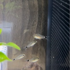 コリドラス・ハステータス の画像