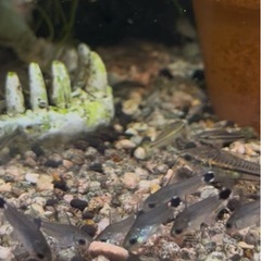 コリドラス・ハステータス の画像