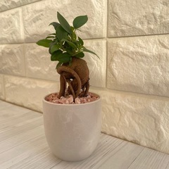 ガジュマル観葉植物厳選樹形！/北欧ストーン風植木鉢の画像