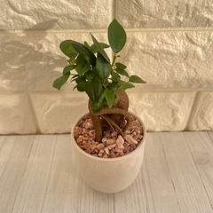 ガジュマル観葉植物厳選樹形！/北欧ストーン風植木鉢の画像