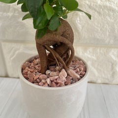 ガジュマル観葉植物厳選樹形！/北欧ストーン風植木鉢の画像