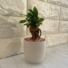 ガジュマル観葉植物厳選樹形！/北欧ストーン風植木鉢の画像