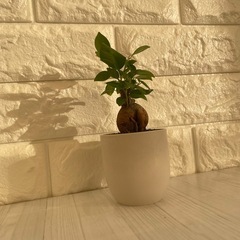 ガジュマル観葉植物厳選株/北欧ストーン風植木鉢の画像