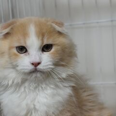 3ヶ月スコテッシュフォールド♂【里親募集】 