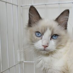 3ヶ月ラグドール♂【里親募集】