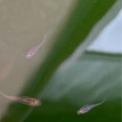 ミックスメダカ　15➕α　の画像