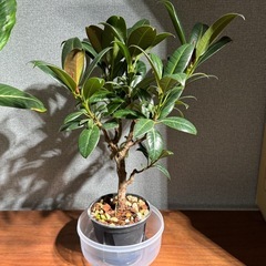 フィカスメラニー4号の画像