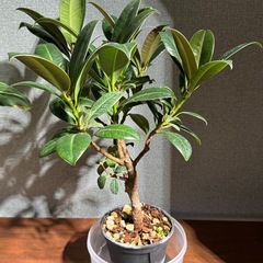 フィカスメラニー4号の画像