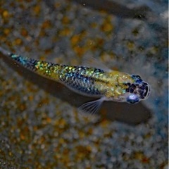 オーロラ黄メダカ8匹
　の画像