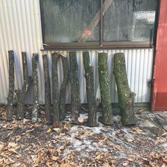 椎茸栽培用原木の画像
